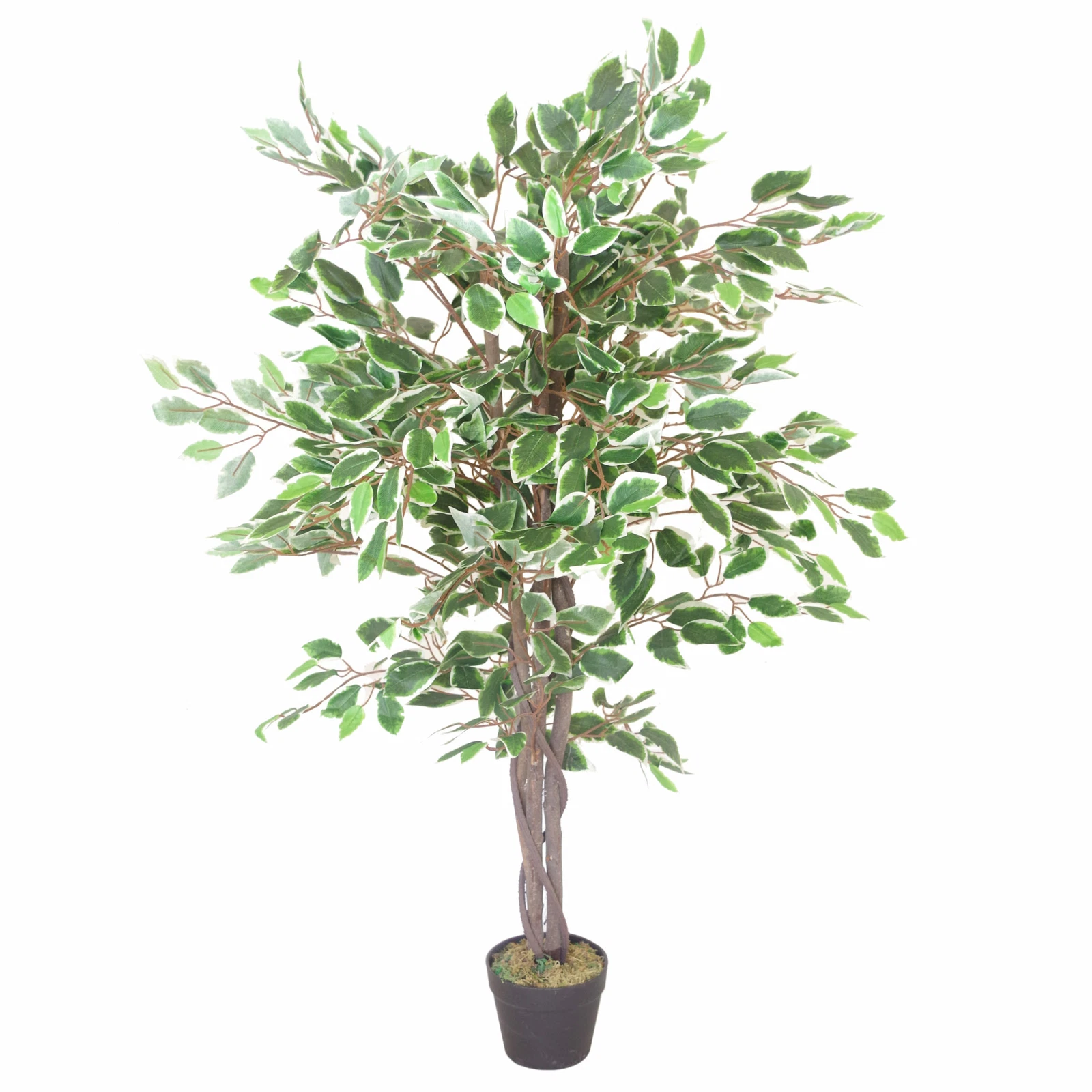 130cm White Ficus - 7021