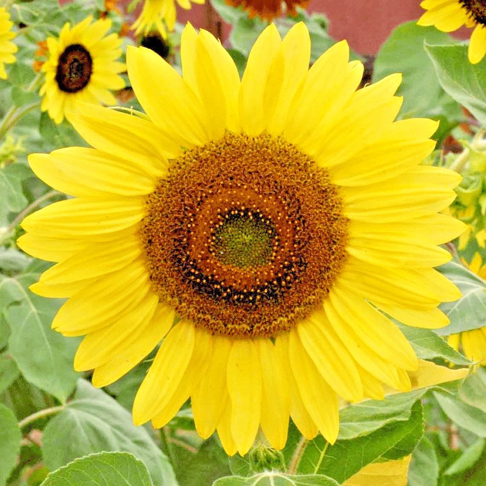 50+LEMON QUEEN SUNFLOWER Seeds Native Wildflower Branching Summer
