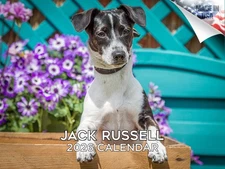 Jack Russell Dog Breed Calendar 2026 12x18 Made in USA