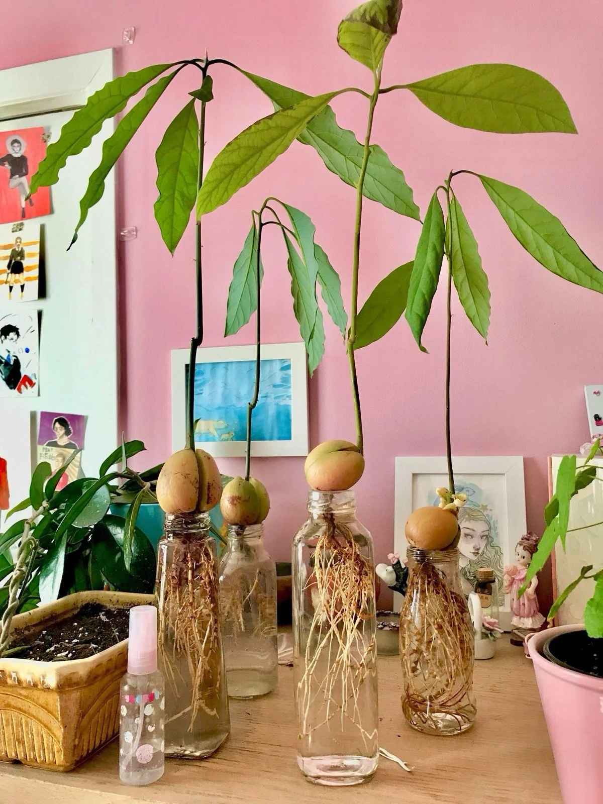 Avocado Plant Palmer Variety