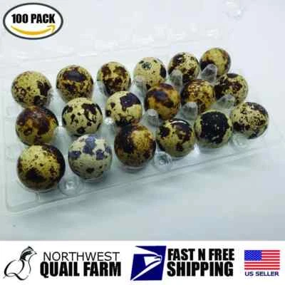 Jumbo Quail Egg Cartons 18 Cell (3x6) 100pcs - Secure Snap Close, Fast Shipping