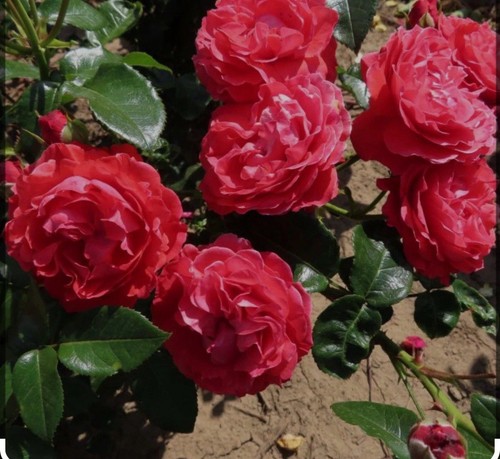 Miss Molly- Red- Bush Rose In A 3 Litre Pot - Picture 3 of 4