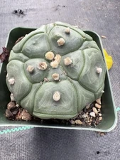 Astro asterias Nudum cv.Kikko 'turtle-shell' AMAZING !