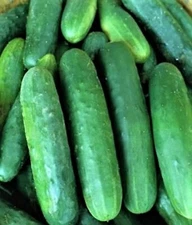 Poinsett 76  Cucumber Seeds  60+ SEEDS NON-GMO --BUY 4 ITEMS FREE SHIPPING