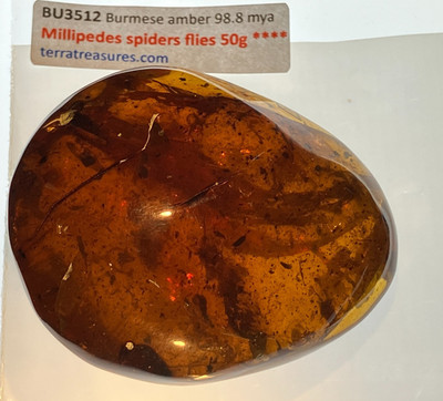 A101 BU3512 Beautiful 50g amber w/millipedes spiders Burmese amber Burmite 99mya