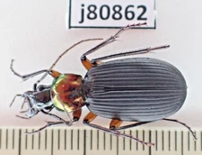 j80862. Insects, Carabidae sp. Vietnam, Nghe An