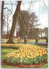 1958 Keukenhof Gardens Tulip Beds Postcard Netherlands Vintage
