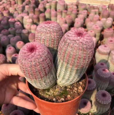 Multiple heads Echinocereus rigidissimus rubispinus Succulent cactus plants 
