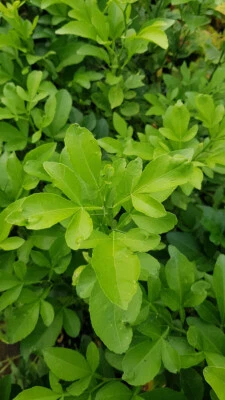 MONJARDINEXTRAORDINAIRE Citrumelo Swingle (De semis) / Citrumelo 4475 / Godet / Agrume