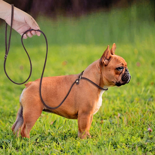 Slip Leads for Small Dogs Thin Leather 4ft/5ft Pet Puppy Walking Leash Brown Red - Picture 8 of 10