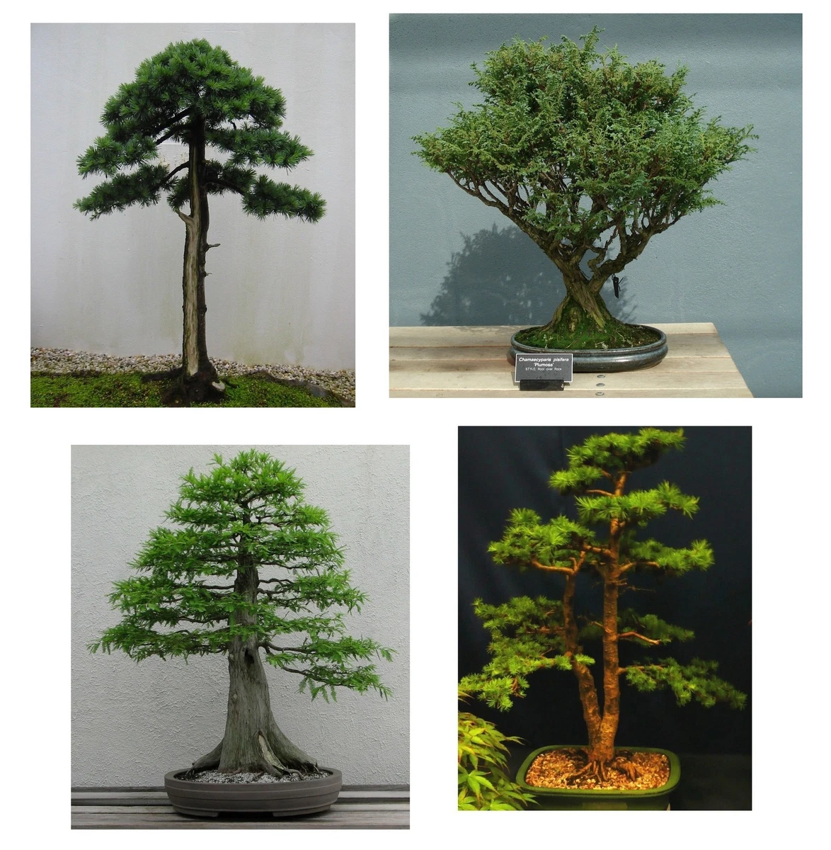 dracena marginata razmnožavanje Bicolor Dragon Tree