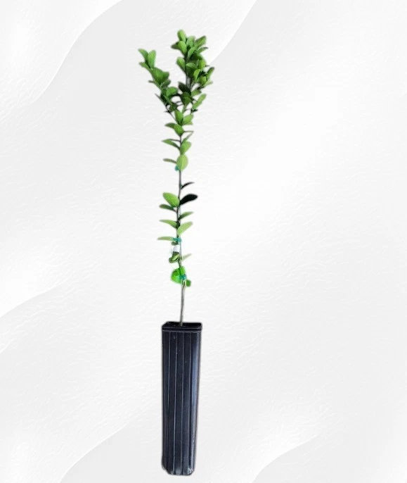 Tilo semienano llave mexicana 24"H interior tropical cítricos planta iniciadora viva Foto 2 de 2