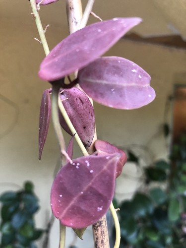 HOYA WALLINIANA UT 152 (ROOTED PLANT) - Picture 4 of 12