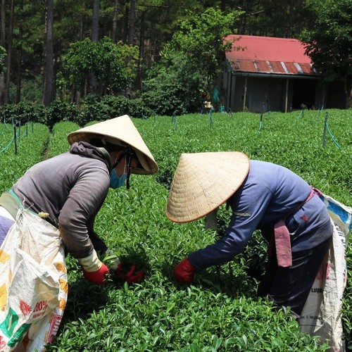 Colección de té vietnamita: Dalat Farm Cau Dat | Verde, jazmín, loto, negro,... - Imagen 13 de 23