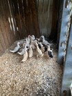 Picture 8 of 20