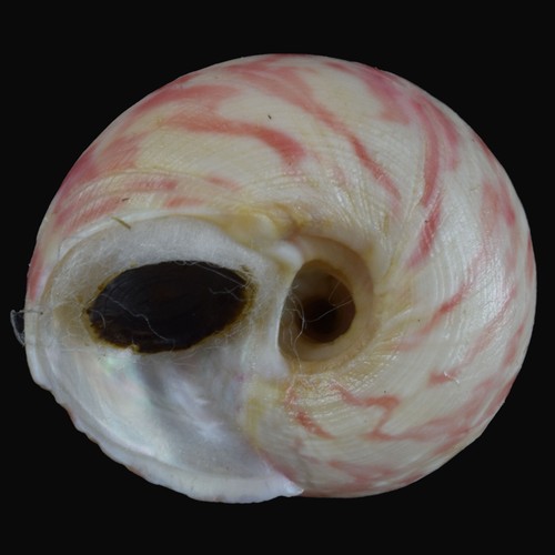 GIBBULA MAGUS sin (Deltebre, Tarragona, España) 19,8 mm #47024 - Imagen 4 de 4