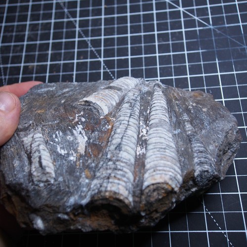 1Kg natural Orthoceras Devonian Plate Fossil Cephalopod Mollusca Ammoniten - Picture 7 of 15