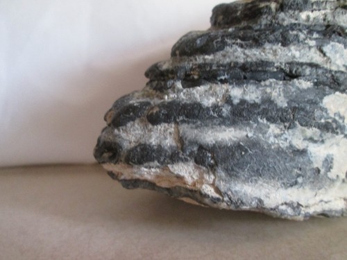 Huge Elephant Tooth Fossil 6" Long& 2 3/4" Wide- North Florida - Bild 7 von 11