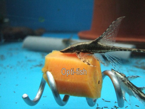 SCREWCUMBER, FISH TANK/AQUARIUM VEGETABLE FEEDER, PLECO, CLOWN LOACH/SNAILS ETC - Picture 6 of 7