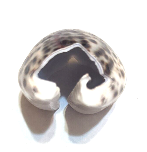 Juego de 6 servilletas de concha de mar Cowrie corte concha marina conchas reales, playa casa de campo - Imagen 2 de 4