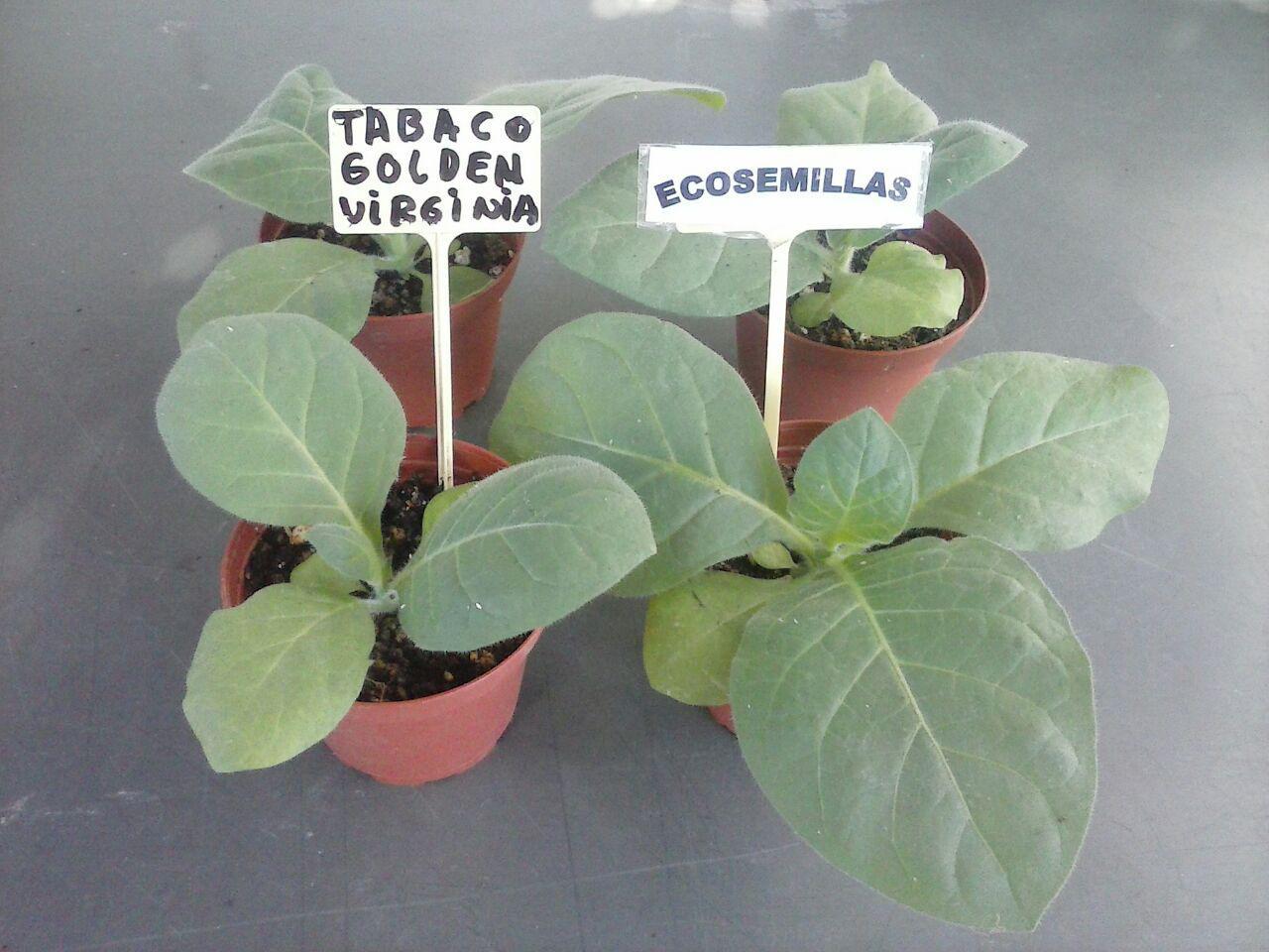 Tabaco Golden Virginia rubio, más de 6000 semillas ecológicas. Compra 2 envío 3