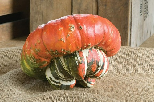 Turk's Turban Pumpkin Seeds | Turk Cap Hat Garden Winter Squash Gourd Seed 2025 - Picture 6 of 12