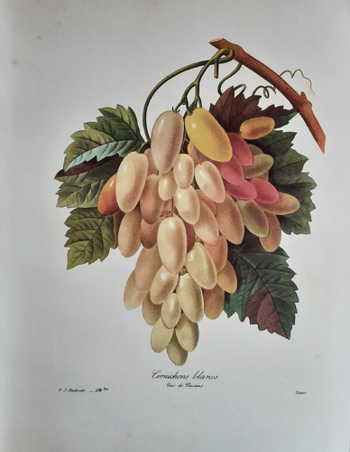 Pierre Joseph Redoute Botanical Flowers RAISINS BLANCS Print Book Plate 114 bis - Picture 2 of 2