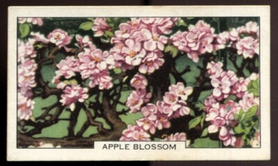 Tabakkarte, Gallaher, Gartenblumen, 1938, Apfelblüte, #5