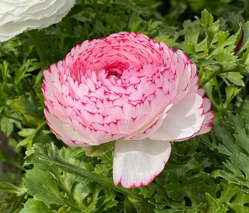 10 Ranunculus Summer Flowering Bulbs Garden Flowers Autumn Planting Hardy Corms - Picture 40 of 42