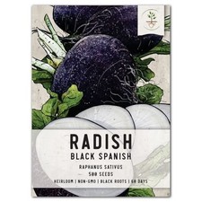 Black Spanish Radish Seeds For Planting Raphanus sativus 