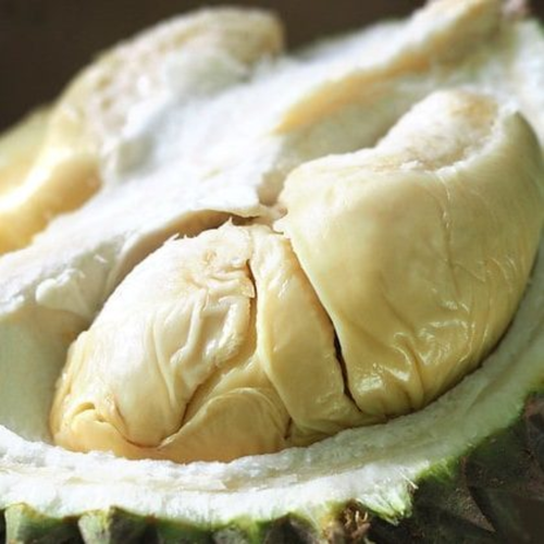 BeauFlora Hybrid Durian ( Golden Phoenix , Seedling ) Exotic 1 Bare-Root Plant - Foto 3 di 3