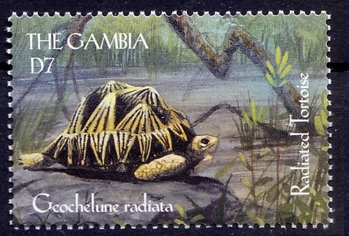 Radiated Tortoise, Reptiles, Gambia 2000 MNH