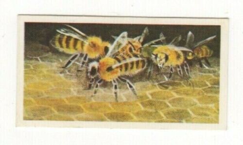 Brooke Bond Tea Wonders of Wildlife #39 Honey Bees - Picture 1 of 1