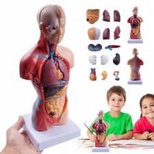 Anatomie Modell Torso des Menschen Anatomiemodell Menschlicher Lehrmodell 28 cm