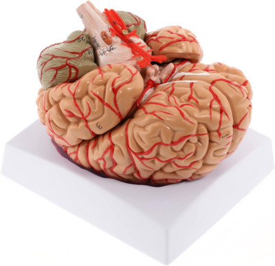 Human Brain Model 8-Part Brain Models Life Size Human Brain Anatomical Model W/D
