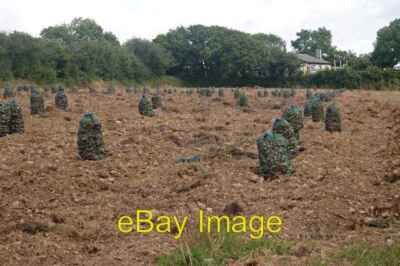 Foto 6x4 Zwiebelfeld Bere Alston geerntet und eingetütet verkaufsfertig um 2005