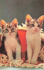Postcard Animals The Dignitaries Two Kittens Cats Playing in a Blanket