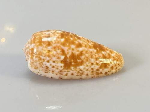 Conus Bullatus Seashell 63mm, Gem, Nice Pattern, Natural Philippines Shell