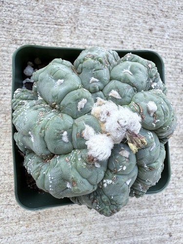 Astrophytum asterias cv. Kikko Lizard Skin Only One Available - Picture 9 of 10