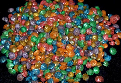 1/2 POUND OF DYED UMBONIUM SEA SHELLS BEACH DECOR NAUTICAL CRAFT TROPICAL - Picture 2 of 2