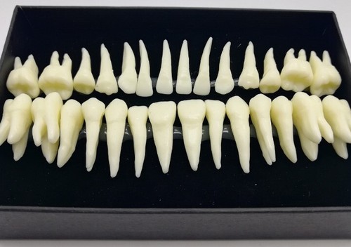 28PCS 1:1 Oral Permanent Teeth Demonstration Dental Resin Tooth Study Model Lab - Picture 6 of 6