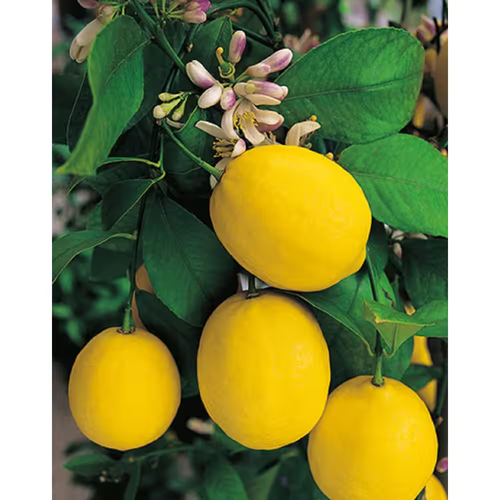 1 Gal. Improved Meyer Lemon Tree - Live Tropical, 1-Pack - Picture 6 of 12