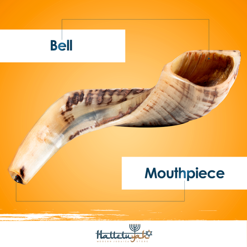 Shofar 12"-14" From Israel KOSHER ODORLESS Ram Horn Shofar with Anti Odor Spray - Picture 2 of 6
