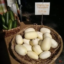 100 DRAGON'S EGG Cucumber seeds; sweet flavor & cute novelty!!!