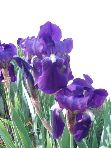 m269fg55　IRIS OHYAMA airwillIPP-2825U Amazon.co.jp: Iris Ohyama IAP-A25-W Air Purifier, 10 Tatami