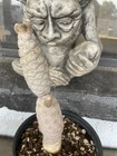 Picture 2 of 8