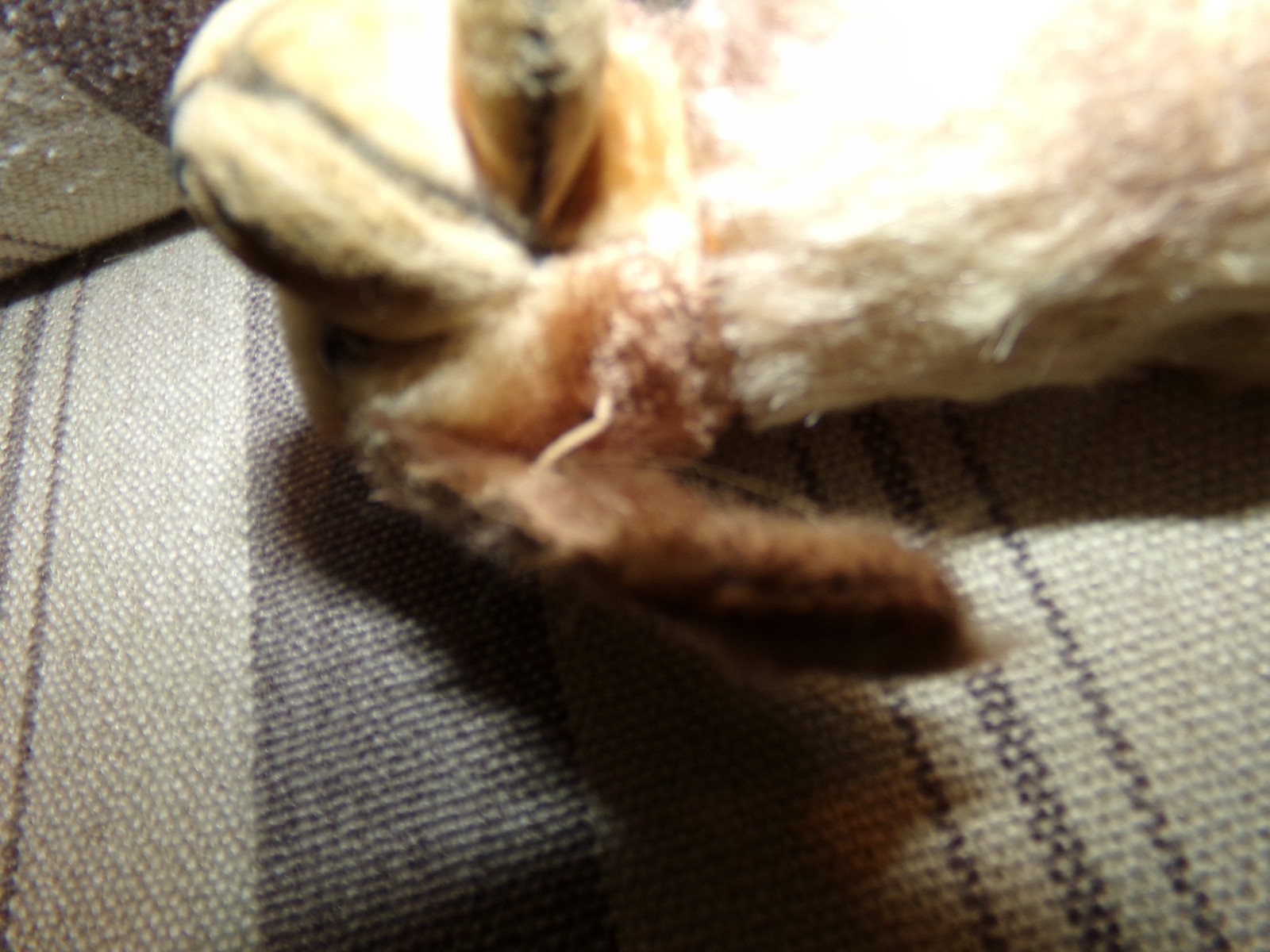 Picture 8 of 10
