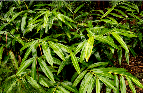 20 X NATIVE GINGER SEEDS-BUSH TUCKER-SPICE-HERBAL-LANDSCAPE FOLIAGE GARDEN PLANT - Picture 6 of 6