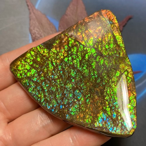 Auténtica ammolita canadiense amonita forma libre 68X66X10 mm 81 gramos #3010-49 - Imagen 3 de 8