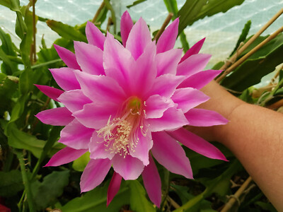 Epiphyllum Blattkakteen Hybride '' Easy to Love ''